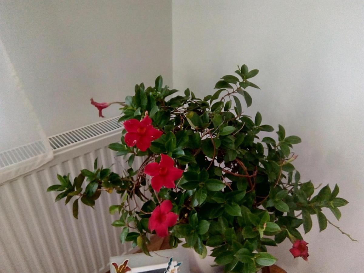 Apartment Vojinovic Arandjelovac Luaran gambar